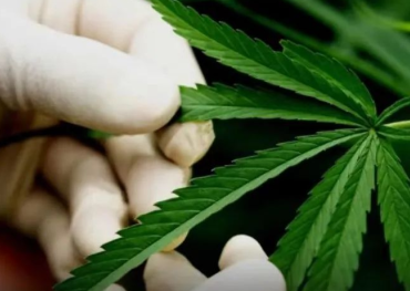 Laos declares marijuana and CBD medical treatment legal! Approved production and sales of marijuana, CBD cosmetics, and beverages for medical purposes