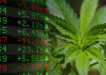 Cannabis 포장 미국 대마초 재고가 크게 확장 2020 급증에 의한 이득 23 % 1 월에 2021 